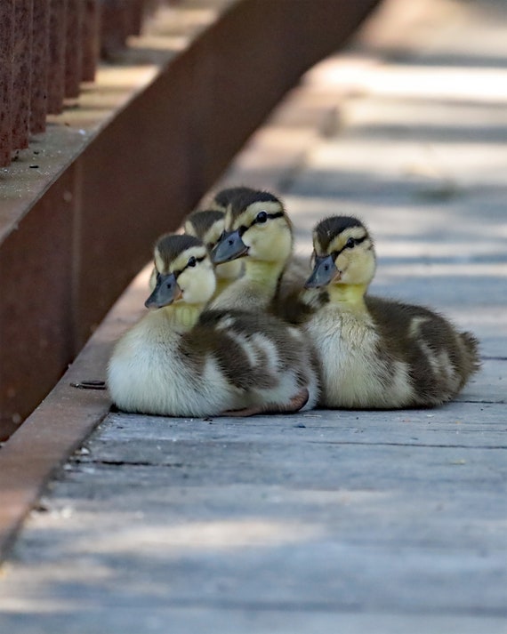 Five Cute Ducklings Photo Print: Styled Stock Photo (Digital Download)