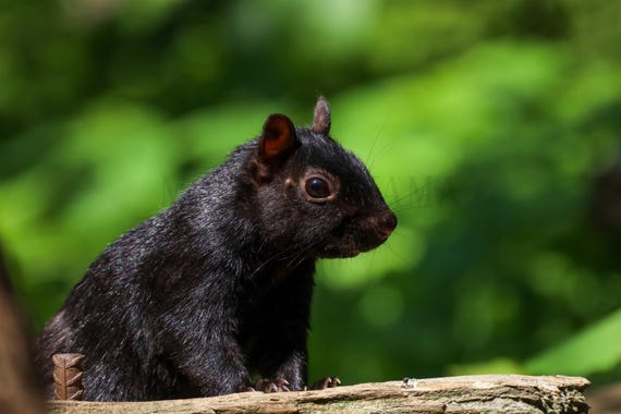 Cute Squirrel Photography: Printable Fine Art (Digital Download)