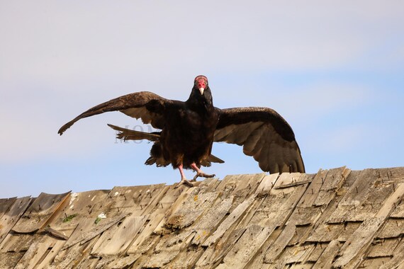 Dancing Turkey Vulture Photography Print: Styled Stock Photo (Digital Download)