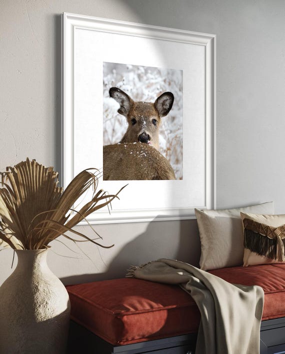 White-tailed Deer Photo Print: Styled Stock Photo (Digital Download)