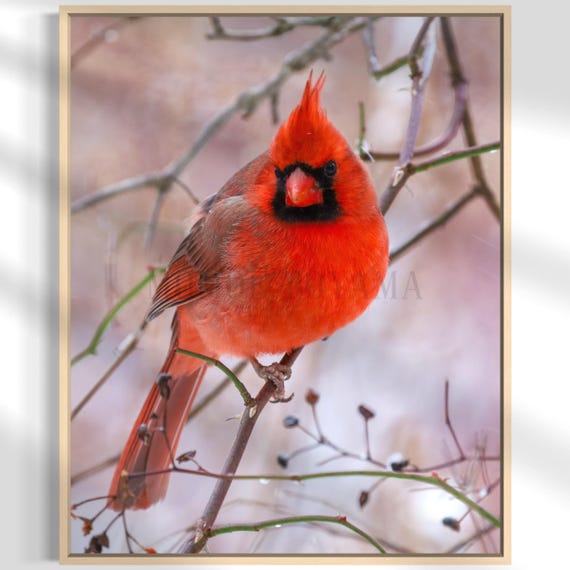Northern Cardinal Photography: Styled Stock Photo, Bird Fine Art Print (Digital Download)