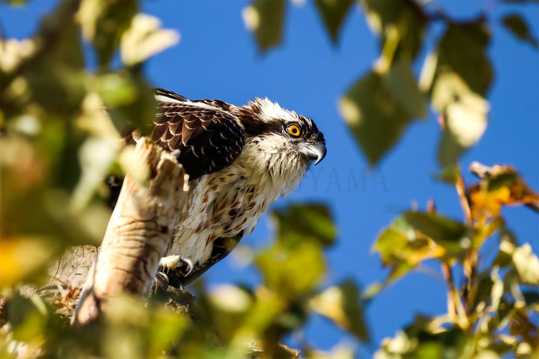 Digital Download, Osprey, Digital Image, Bird Photo, Printable Photo, Wall Art, Fine Art Photo ...