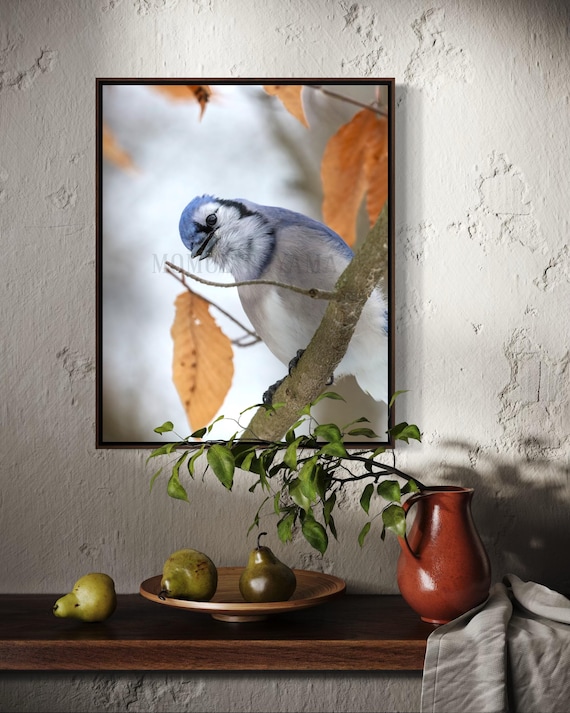 Blue jay Photography: Styled Stock Photo, Bird Fine Art Print (Digital Download)