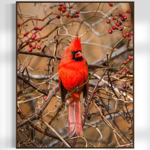 Northern Cardinal Photography: Styled Stock Photo, Bird Fine Art (Digital Download)