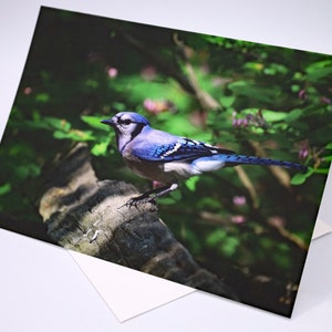 Carte de voeux, beau geai bleu par une journée de printemps ensoleillée, carte de vœux, carte d'anniversaire, carte de remerciement, carte photo animalier, toute occasion
