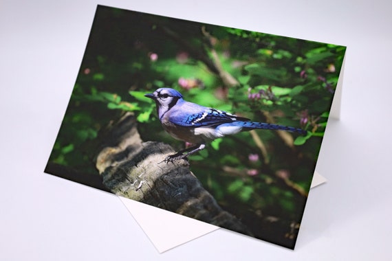 Blue Jay Photo Greeting Card: Linen Paper, Any Occasion