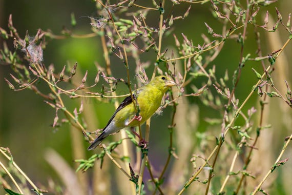 Goldfinch Bird Photography Print, Fine Art Wall Decor (Digital Download)