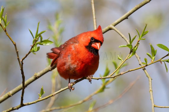 Northern Cardinal Fine Art Print: Styled Stock Photo, Vertical Wall Art (Digital Download)