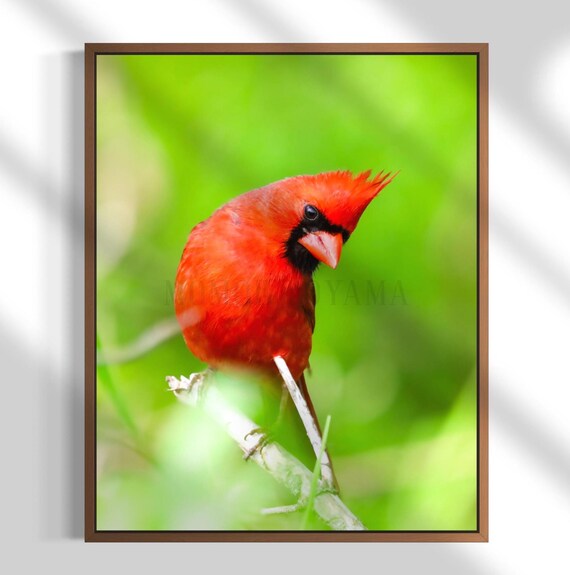 Northern Cardinal Photography: Styled Stock Photo, Bird Fine Art Print (Digital Download)