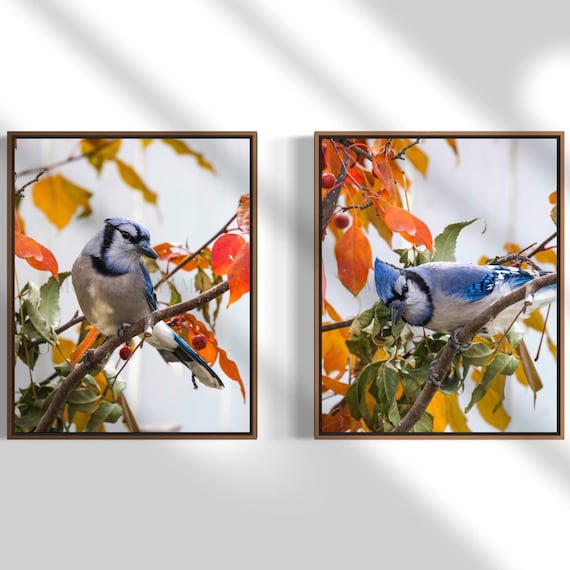 Blue jay Photography: Styled Stock Photo, Bird Fine Art Print (Digital Download)