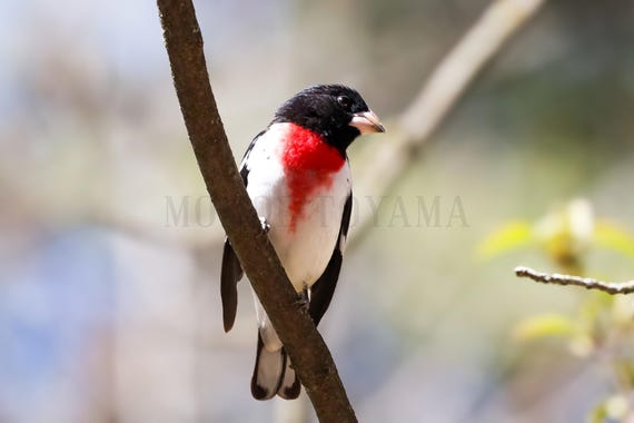 Rose-Breasted Grosbeak Fine Art Print: Styled Stock Photo (Digital Download)