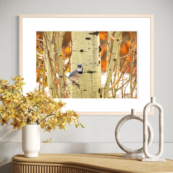 Blue jay Photography: Styled Stock Photo, Bird Fine Art Print (Digital Download)