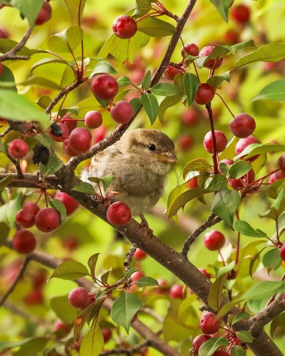 Sparrow and Crab Apples Photo: Wild Bird Fine Art Print (Digital Download)