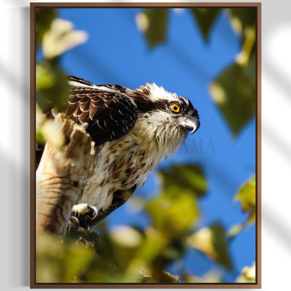 Osprey Photography: Styled Stock Photo, Bird Fine Art Print (Digital Download)