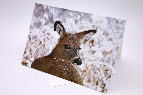 Winter Deer Photo Greeting Card: Any Occasion Linen Card