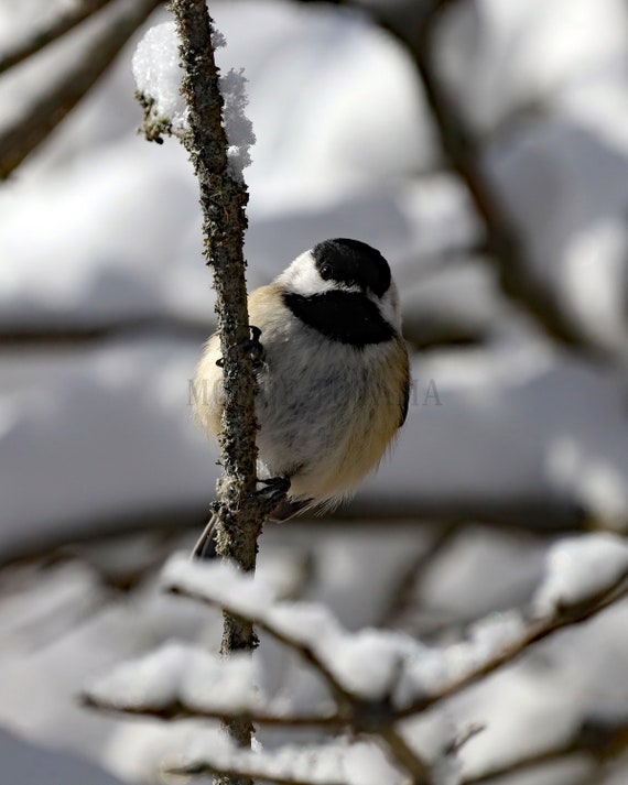 Chickadee Winter Wonderland Photo Print (Digital Download)