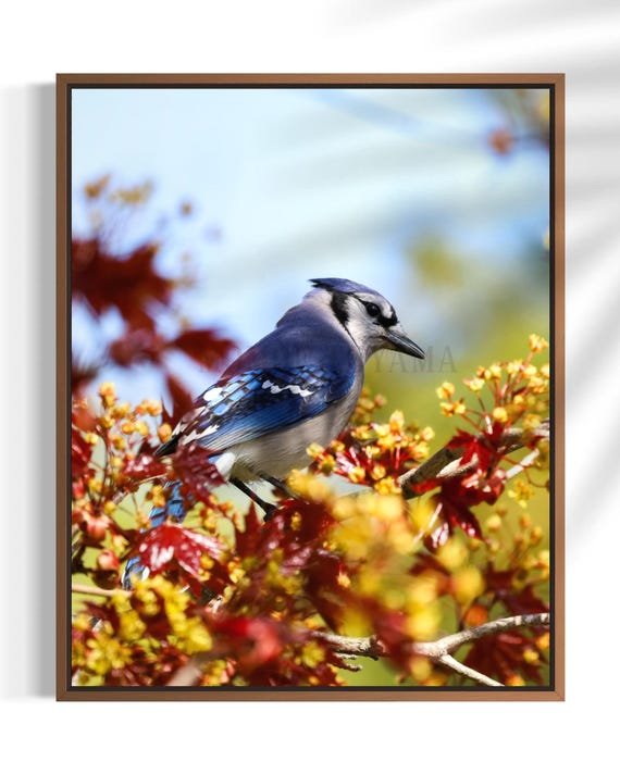 Blue jay Photography: Styled Stock Photo, Bird Fine Art Print (Digital Download)