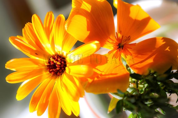 Colorful Wildflower Fine Art Print: Styled Stock Photo (Digital Download)