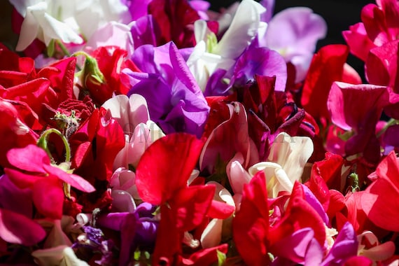 Sweet Pea Flower Photography: Printable Fine Art (Digital Download)