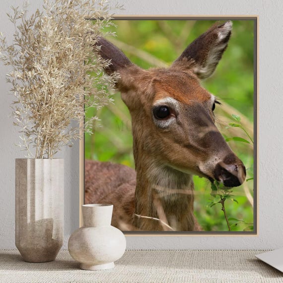 White-tailed Deer Photo Print: Styled Stock Photo (Digital Download)