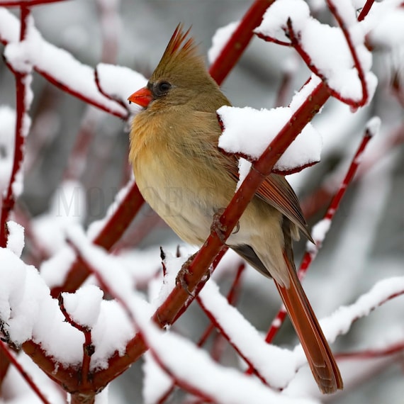 Northern Cardinal Photo Print: Ontario Wildlife Photography