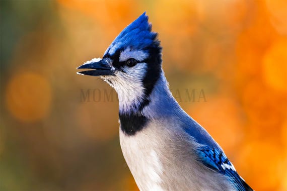 Blue Jay Fine Art Print, Styled Stock Photo, Printable Wall Art (Digital Download)