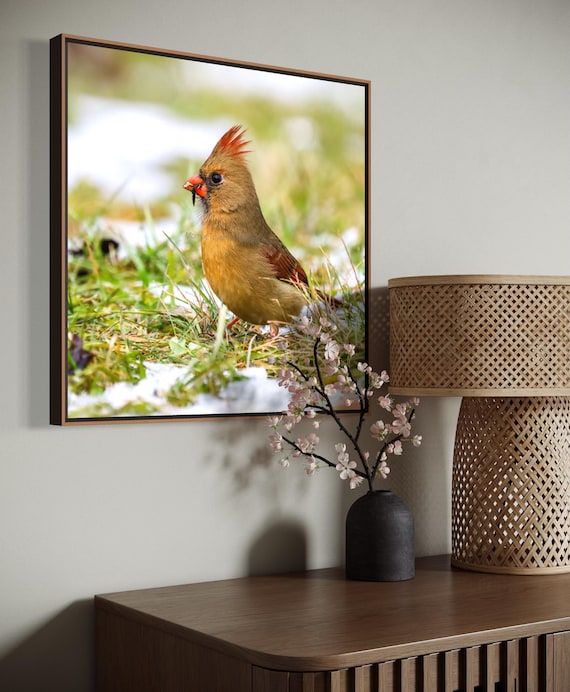 Northern Cardinal Photography: Styled Stock Photo, Bird Fine Art (Digital Download)