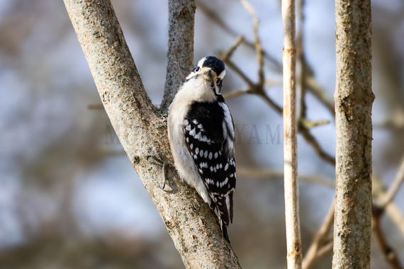 Woodpecker Photograph: Nature Wildlife Art Print (Digital Download)