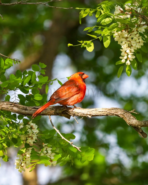 Northern Cardinal Fine Art Print: Styled Stock Photo, Vertical Wall Art (Digital Download)