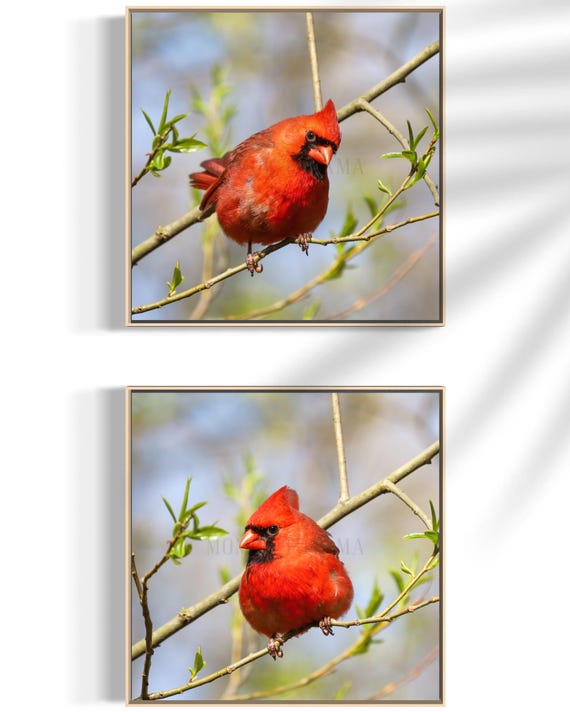 Northern Cardinal Photography: Styled Stock Photo, Bird Fine Art (Digital Download)