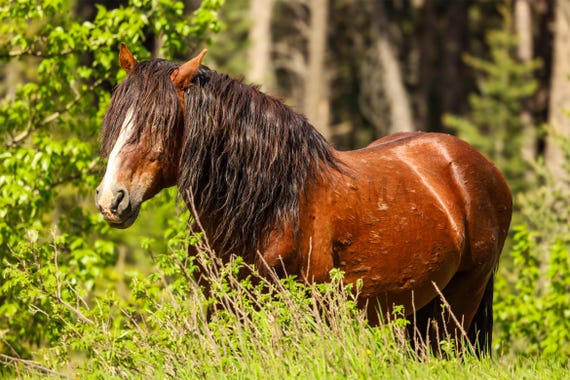 Wild Stallion Photography Print: Rustic Horse Wall Art (Digital Download)