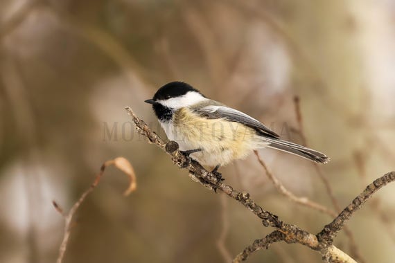 Black-Capped Chickadee Photography Print: Styled Stock Photo (Digital Download)