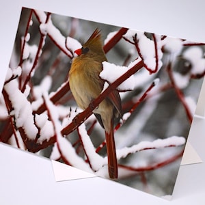 Carte de voeux, belle femelle cardinal et branches rouges enneigées, carte de vœux, carte d'anniversaire, carte de remerciement, toute occasion