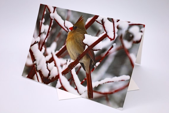 Cardinal in Snow Photo Greeting Card: Winter Holiday, Any Occasion