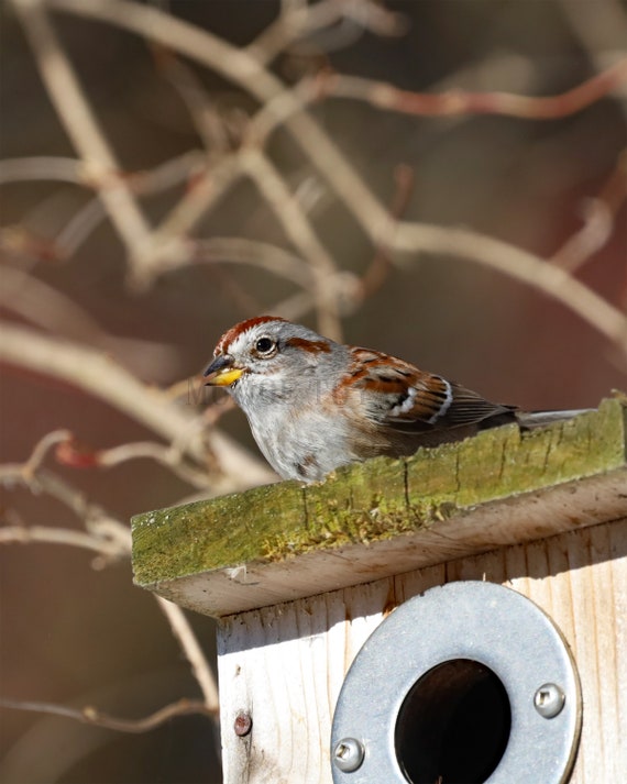 Sparrow on a bird house Photo Print: Styled Stock Photo (Digital Download)