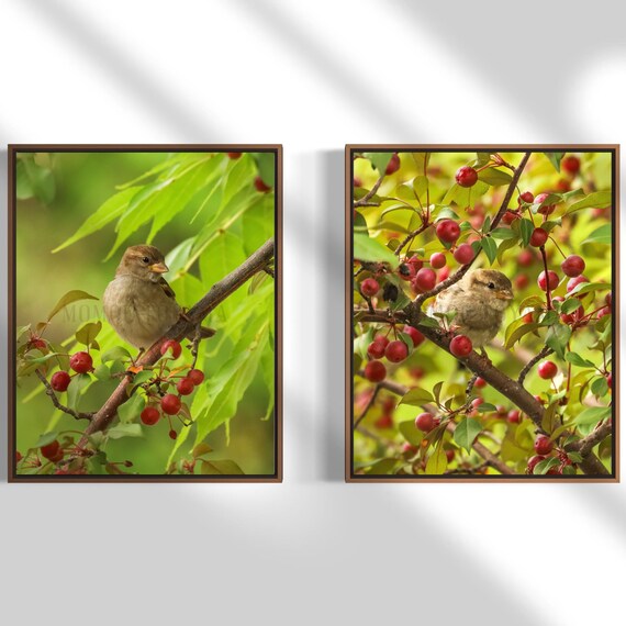 Sparrow and Crab Apples Photo: Wild Bird Fine Art Print (Digital Download)