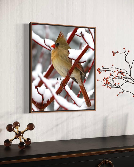 Northern Cardinal Photography: Styled Stock Photo, Bird Fine Art Print (Digital Download)