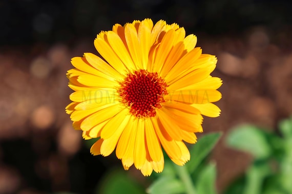 Colorful Wildflower Fine Art Print: Styled Stock Photo (Digital Download)