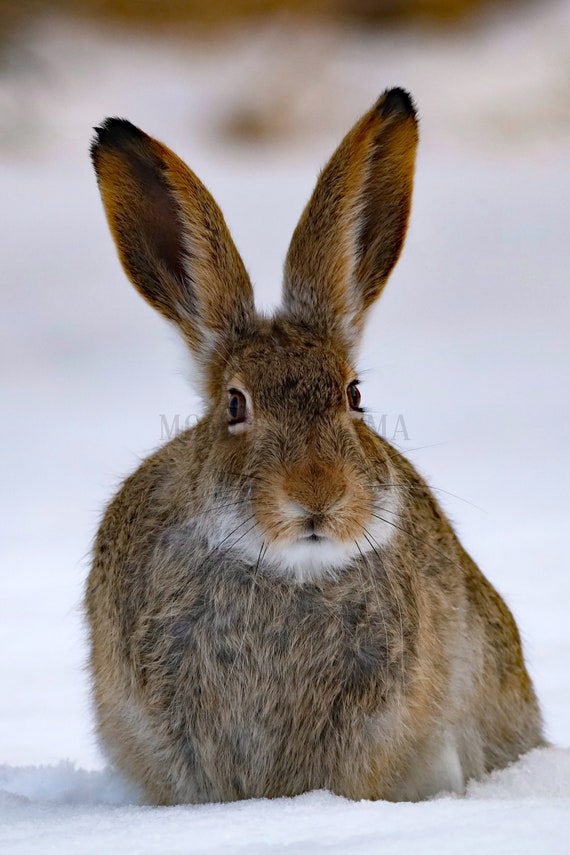 Winter Hare Portrait: Wildlife Animal Photo Art (Digital Download)