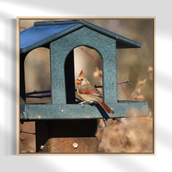 Northern Cardinal Photography: Styled Stock Photo, Bird Fine Art (Digital Download)