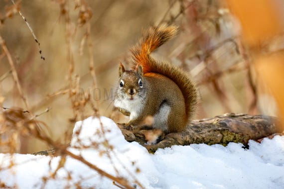 Red Squirrel Fine Art Print: Styled Stock Photo, Printable Wall Art (Digital Download)