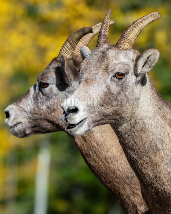 Bighorn sheep Fine Art Print: Styled Stock Photo, Vertical Wall Art (Digital Download)