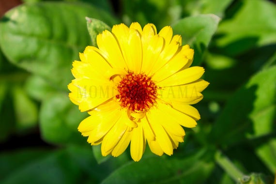 Colorful Wildflower Fine Art Print: Styled Stock Photo (Digital Download)