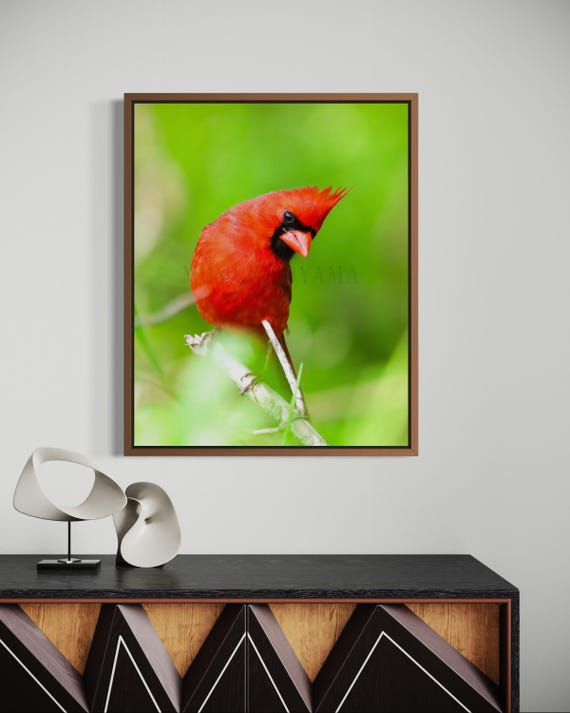Northern Cardinal Photography: Styled Stock Photo, Bird Fine Art Print (Digital Download)