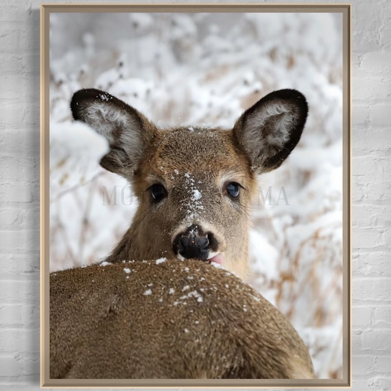 White-tailed Deer Photo Print: Styled Stock Photo (Digital Download)