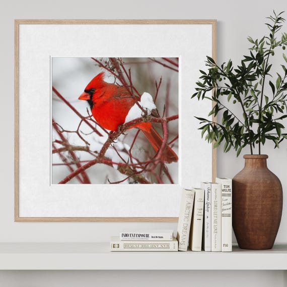 Northern Cardinal Photography: Styled Stock Photo, Bird Fine Art (Digital Download)