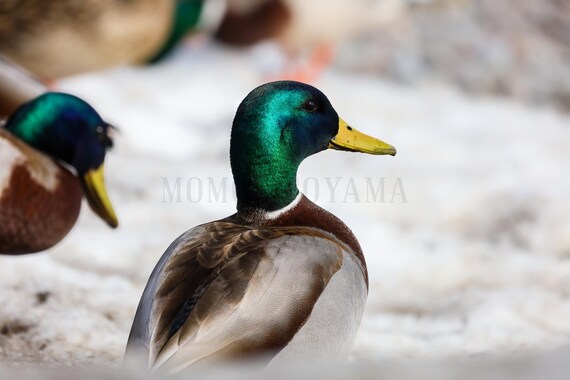 Mallard Duck Fine Art Print: Styled Stock Photo (Digital Download)