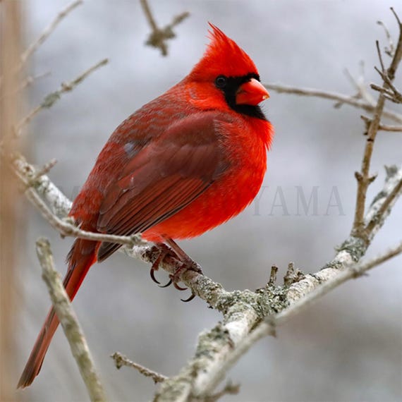 Northern Cardinal Photo Print: Ontario Wildlife Photography