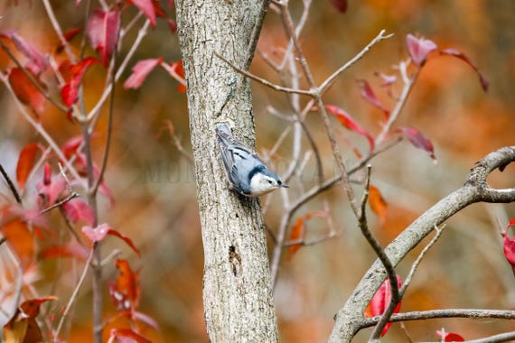 Nuthatch and Fall Leaves Photo Print: Styled Stock Photo, Printable Wall Art (Digital Download)