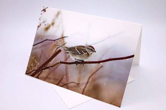 Tree Sparrow Photo Greeting Card: Blank Inside, Any Occasion